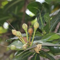 Barringtonia asiatica (L.) Kurz